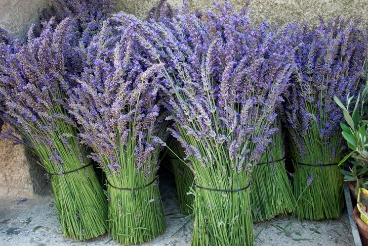 Potatura Lavanda Tecnica Potatura Potare Lavanda