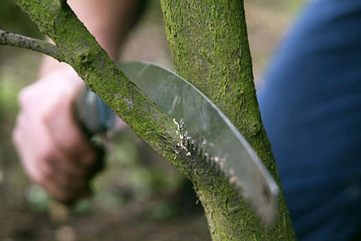 Taglio di un ramo legnoso
