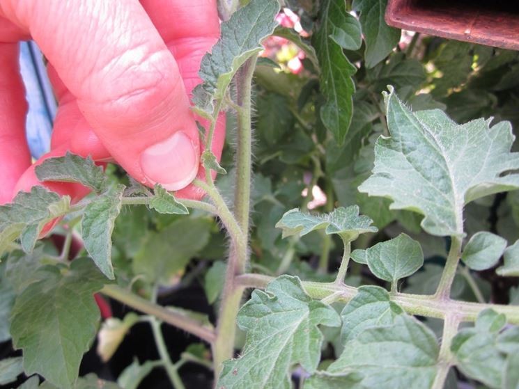 Potatura di una pianta di pomodoro