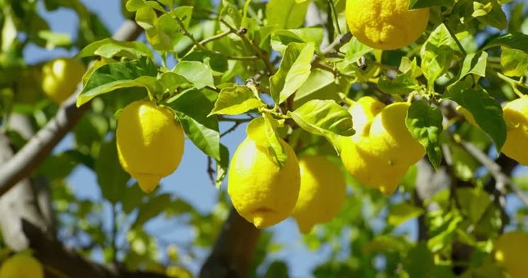 Limoni in frutto