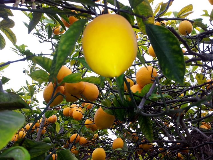 Esemplare di limone con frutti