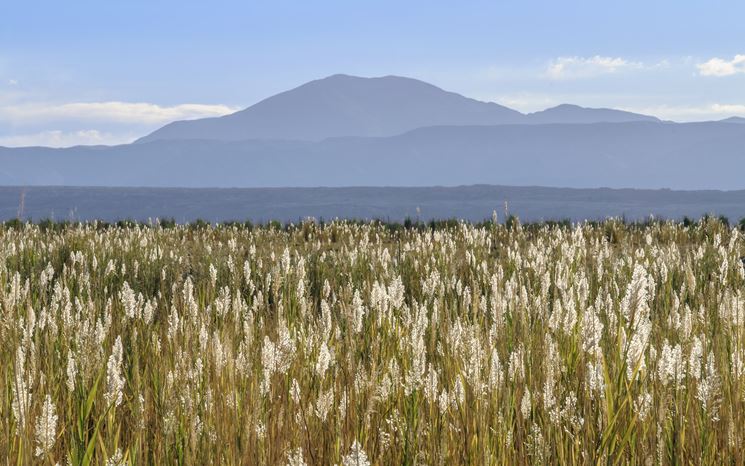 Una distesa di Phragmites Australis