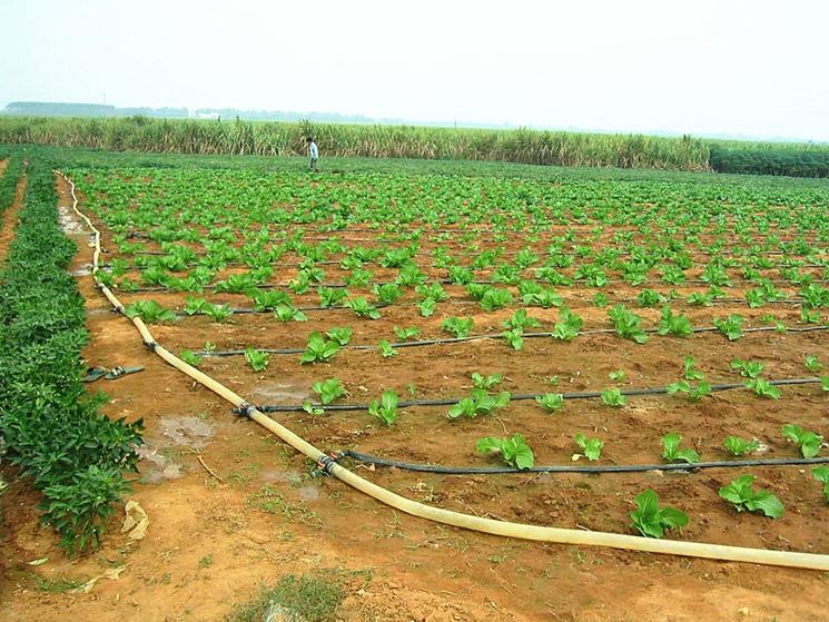 Linea di irrigazione nell'orto