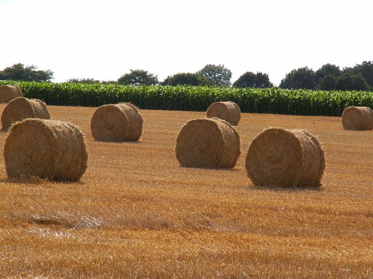 Fondo agricolo<p />