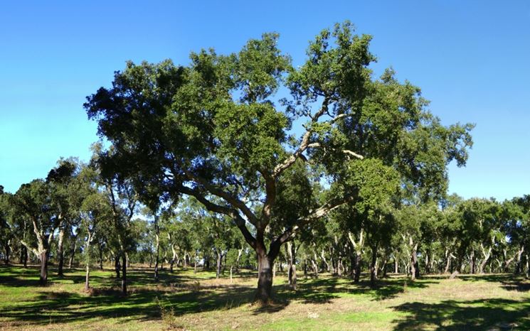 Quercia del sughero