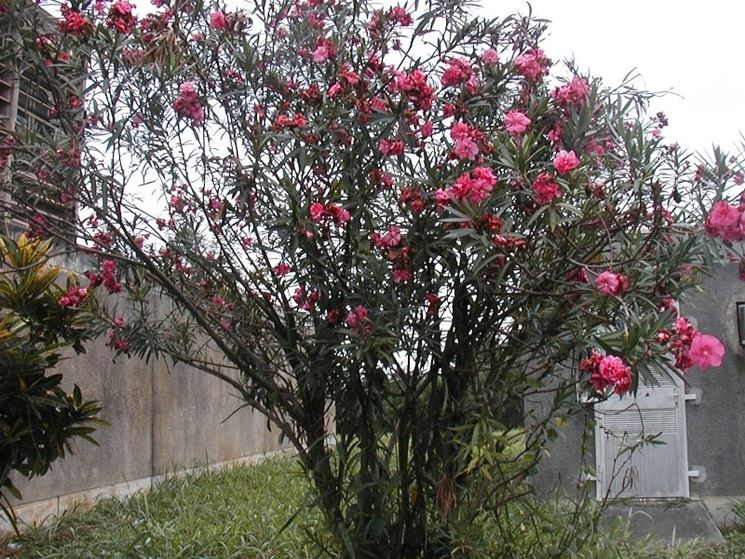 Alberi A Crescita Rapida Alberi Da Giardino Tipologia Di Alberi A Crescita Rapida