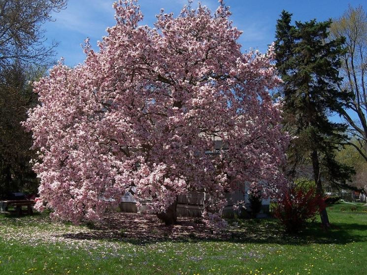 alberi di magnolia