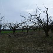 Alberi a foglie caduche