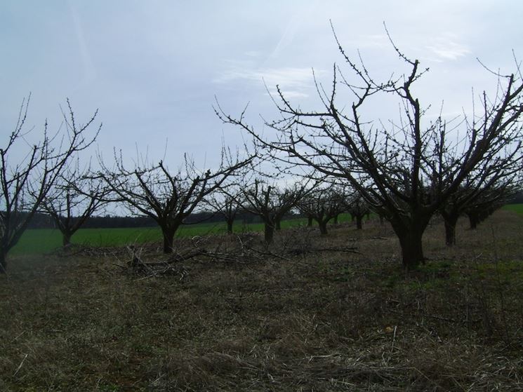 Alberi a foglie caduche