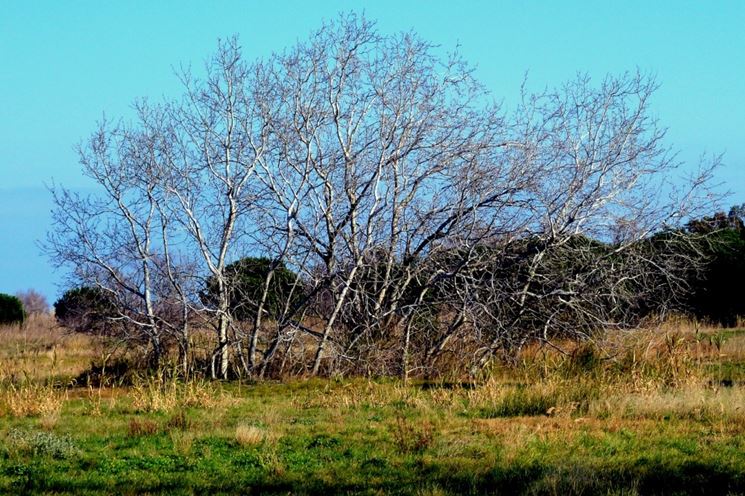 Albero a foglie caduche