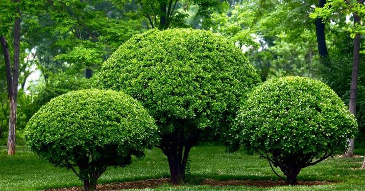 Giardino con piante e arbusti