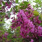 Robinia