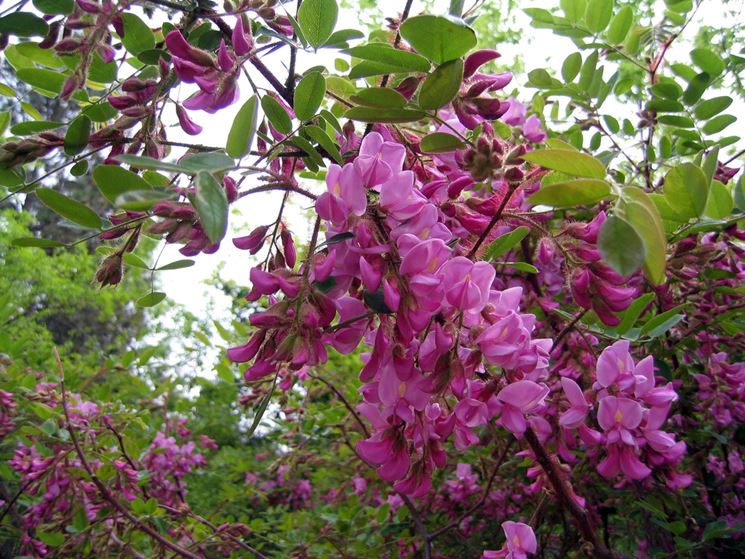 Robinia