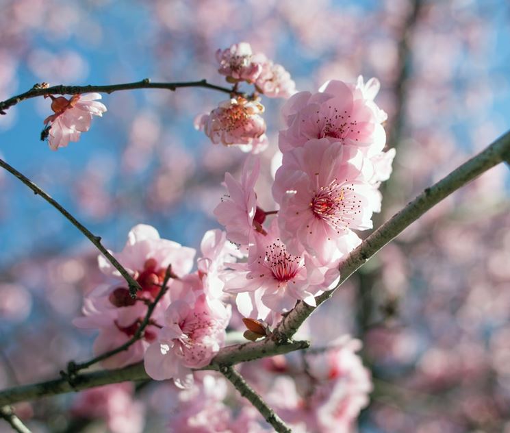 Fiori Prunus