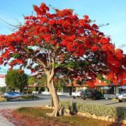 Un flamboyant o albero di fuoco