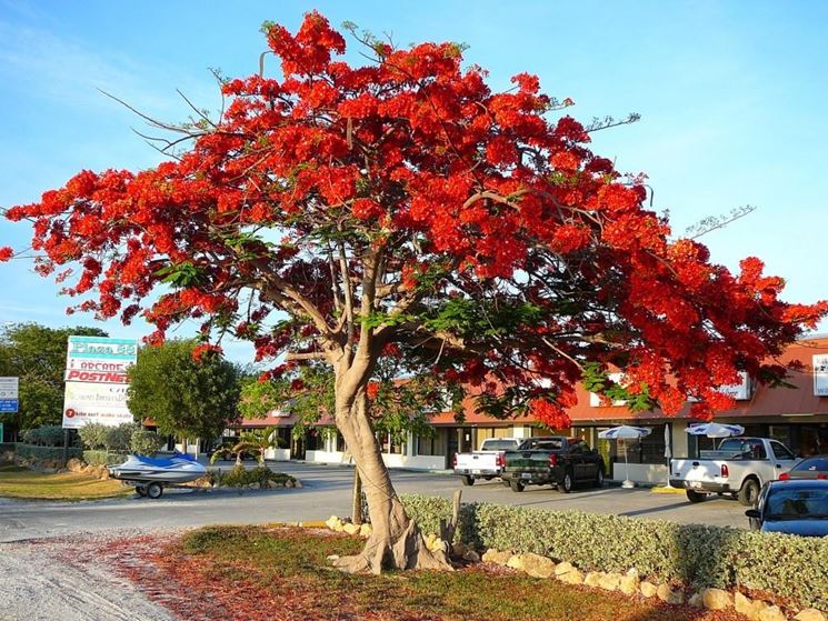 Un flamboyant o albero di fuoco