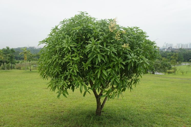 Un albero di mango