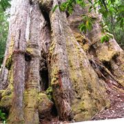 Splendido esemplare di albero gigante