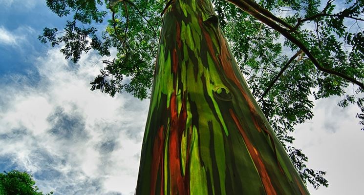 Eucalyptus in Kauai