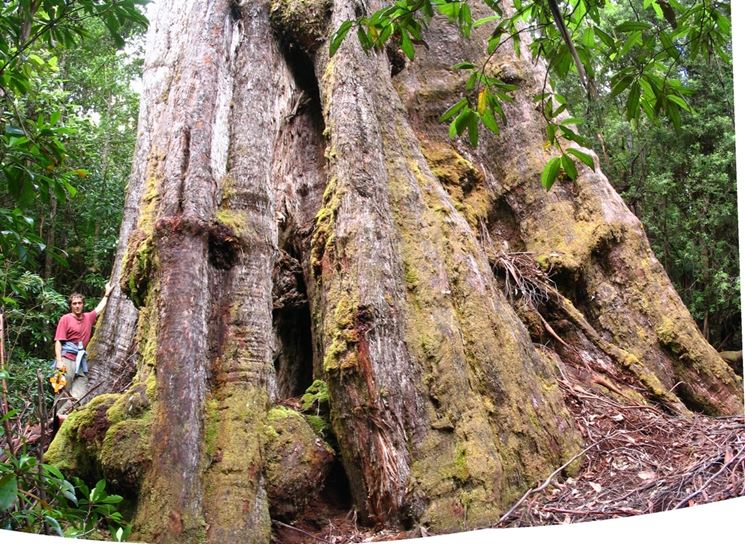 Splendido esemplare di albero gigante