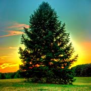 Un grande pino al tramonto