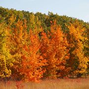 Alberi latifoglie in autunno