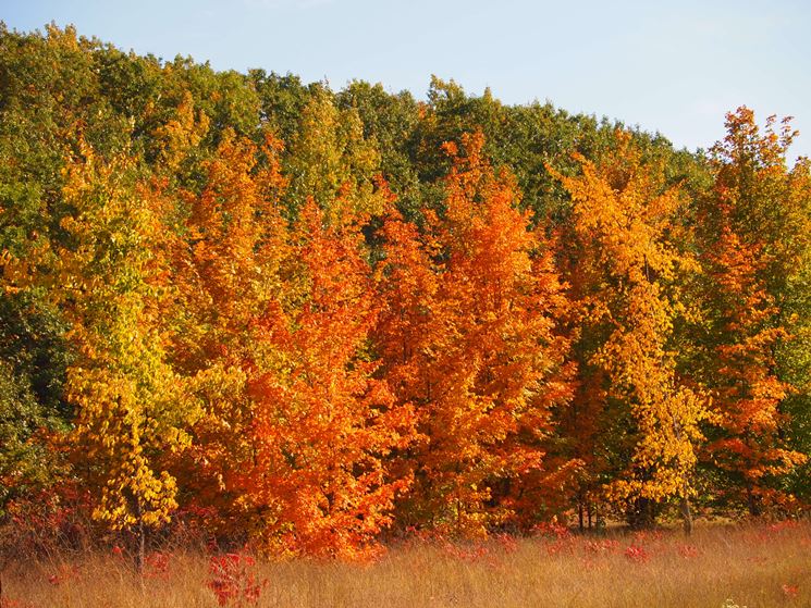 Alberi latifoglie in autunno