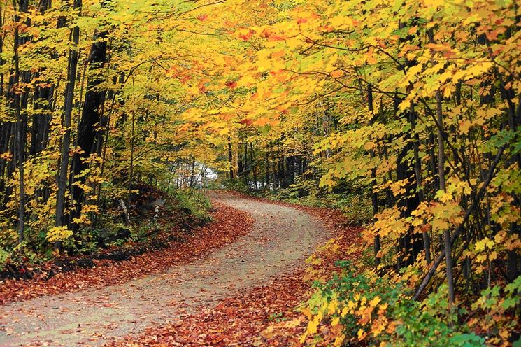 Bosco di latifoglie