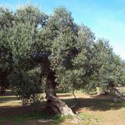 Albero di olivo secolare