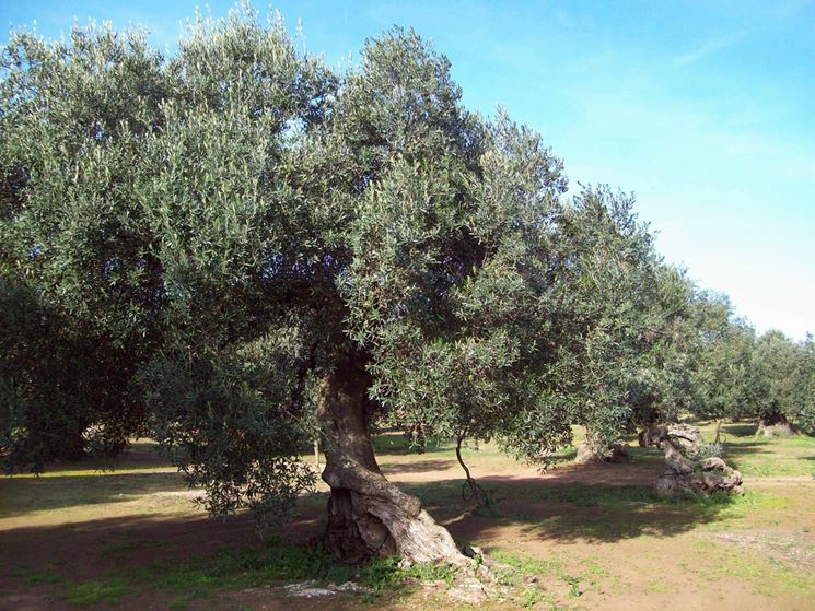 Albero di olivo secolare