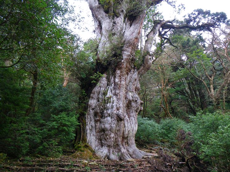 Albero jomon sugi