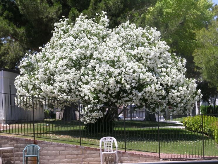 Albero oleandro