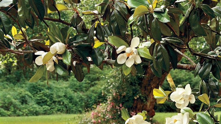 Magnolia in fiore