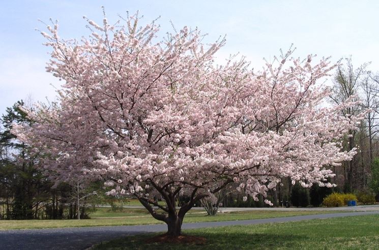 ciliegio in fiore