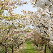 Alberi per viali fioriti