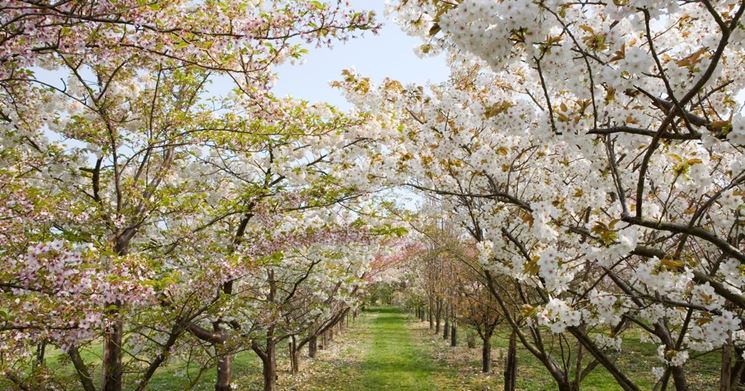 Alberi per viali fioriti