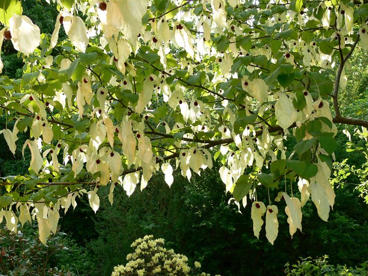 Albero dei fazzoletti