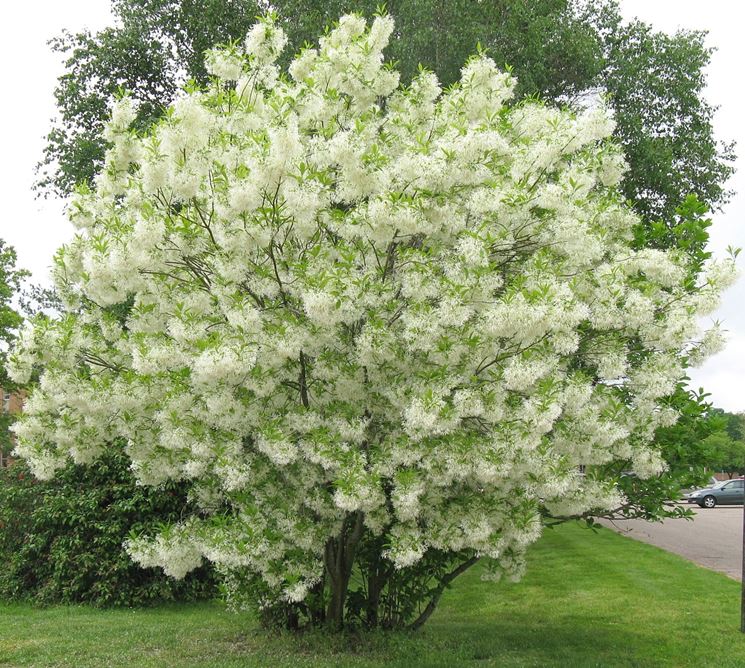 Albero della neve