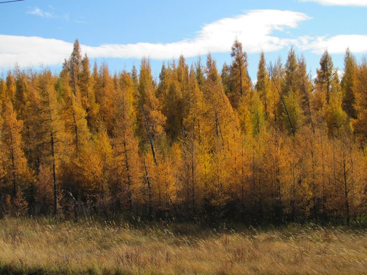 Un bosco di larici