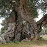 Alberi secolari