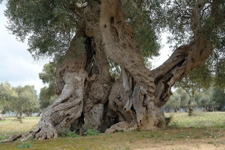 Alberi secolari