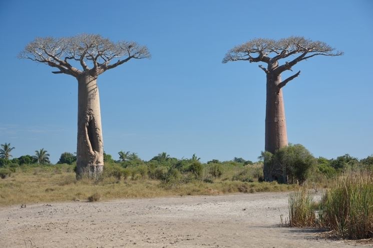 Alberi baobab