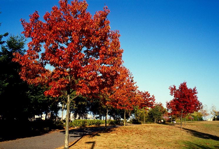 Viale con quercia rossa