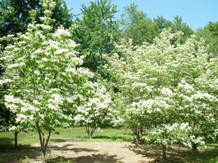 cornus kousa