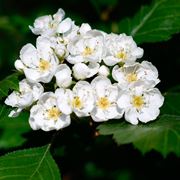 Foglie e fiori di Biancospino