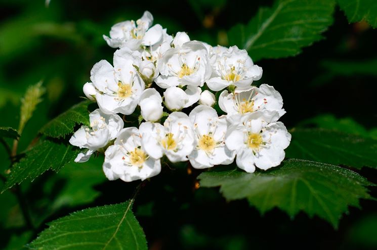 Foglie e fiori di Biancospino