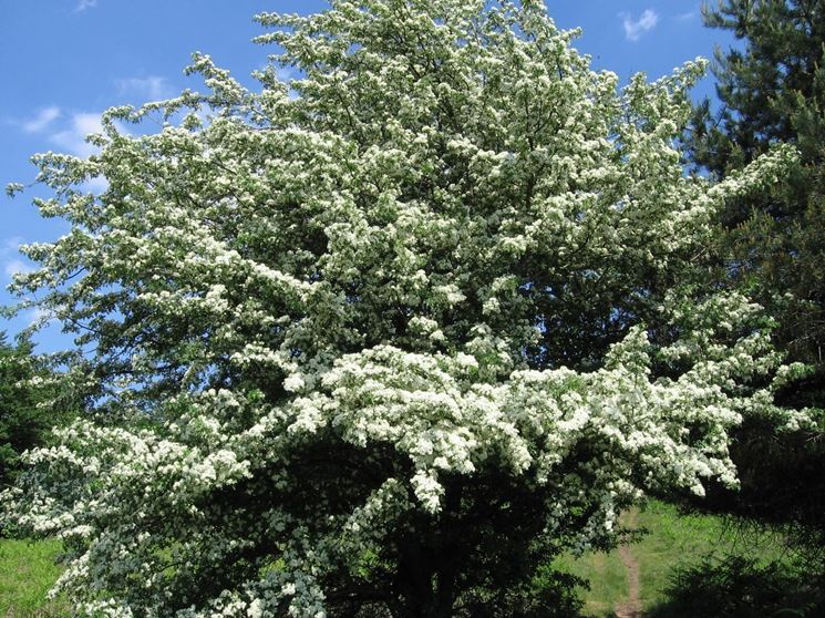 Albero in fiore di Biancospino