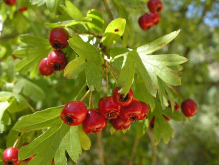 Bacche rosse di Biancospino