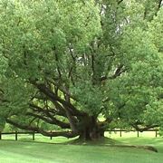 Esempio di alberi caducifoglie