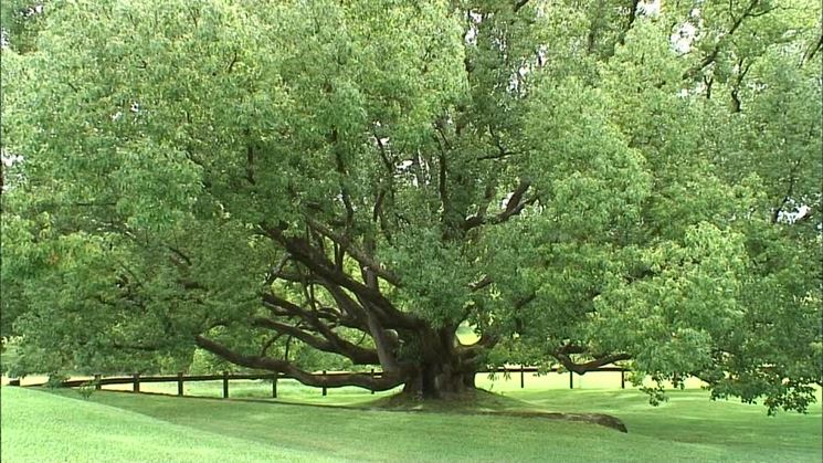 Esempio di alberi caducifoglie